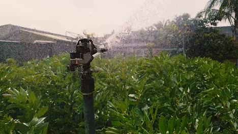 Sprinkler-Bewässerung-Des-Gartens