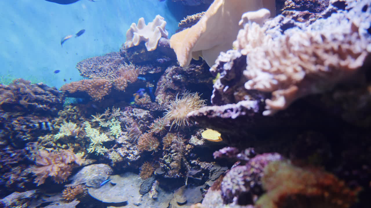 수족관에서 열대어