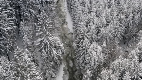 Gefrorener-Fluss-In-Einem-Nadelwald-Im-Winterschnee-Und-Eis,-Tschechien