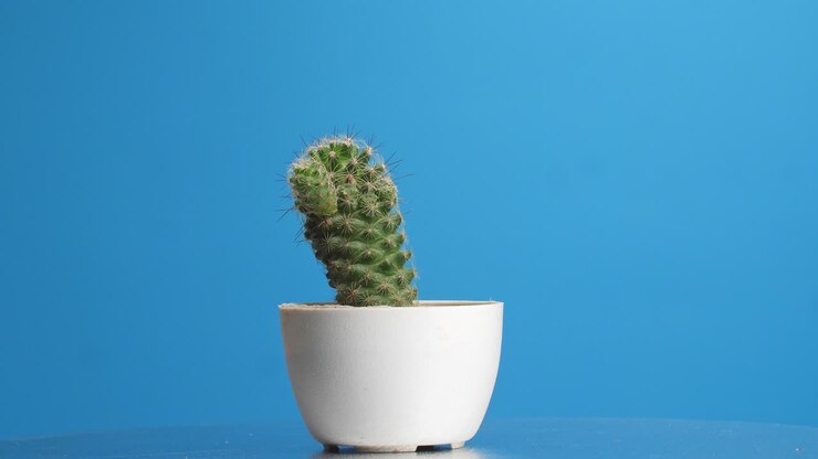 Pianta di Mammillaria Spinosissima che gira su se stessa su sfondo blu