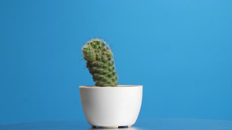 planta mammillaria spinosissima girando a su alrededor en el fondo de la pantalla azul