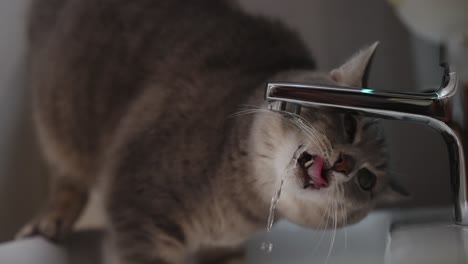 grey cat trying to drink water from kitchen sink faucet and being cute and funny