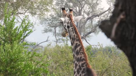 jirafa en el parque nacional kruger saliendo de la escena de sudáfrica