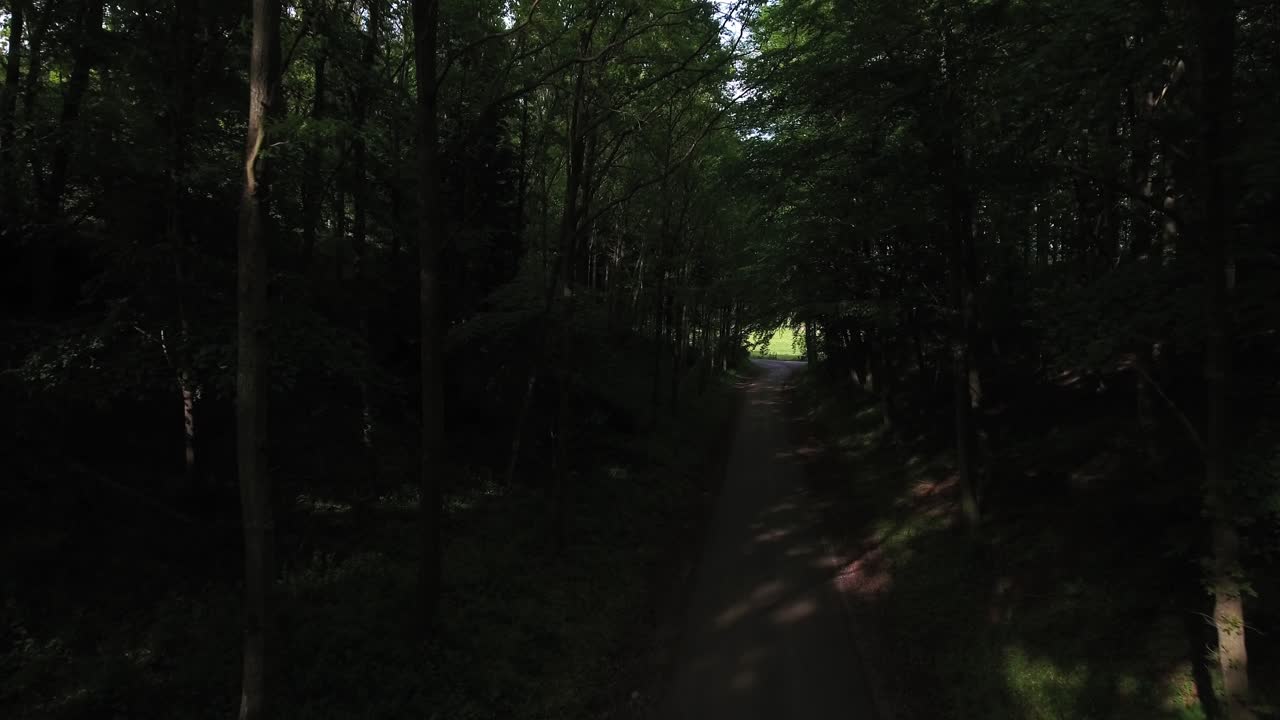 어두운 숲을 가로질러 빛으로 빛나는 길
