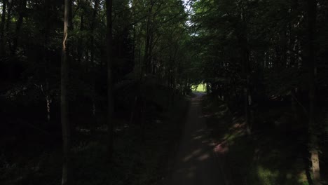 sunlit path through a dark forest