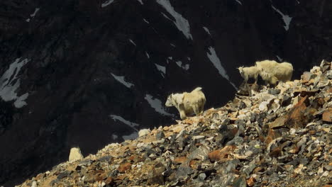 paralaje aéreo cinematográfico avión no tripulado cima de grises y torres 14er pico de la montaña rocosa colorado de cabra de montaña familia y bebés hábitat natural mediodía verano soleado nacional geo dando vueltas a la izquierda