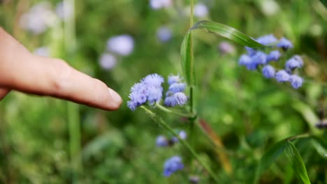 ageratum houstonianum, visón azul, planta comúnmente conocida en nepal