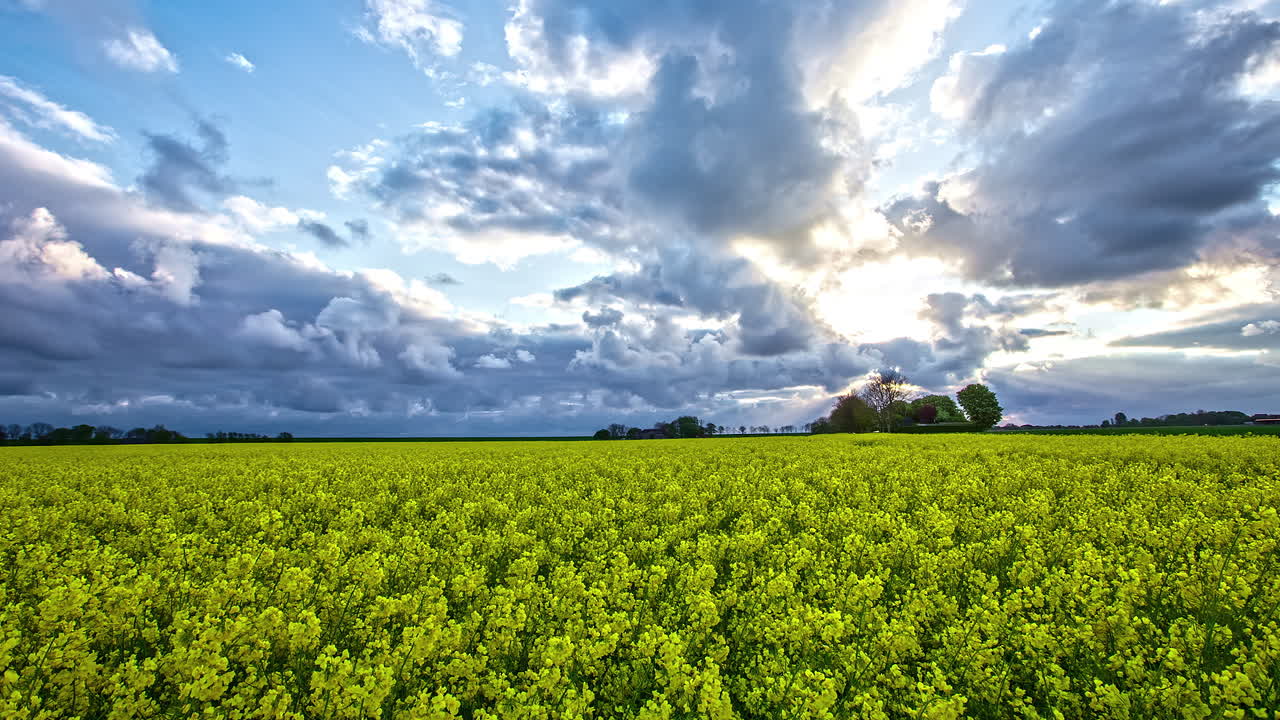 해가 지는 동안 노란 꽃의  ⁇  위로 이동하는 폭풍우 구름의 타임  ⁇ 스