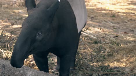 funny black and gray tapir takes banana pinned on stick