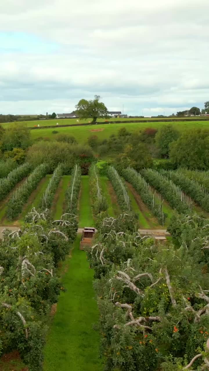 Social ratio 60FPS aerial of a cider field in County Antrim in Northern Ireland. Produced in 1080x1920 with broadcast ready Rec709 color