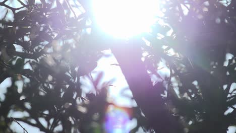 rainbow light flare through dense tropical foliage