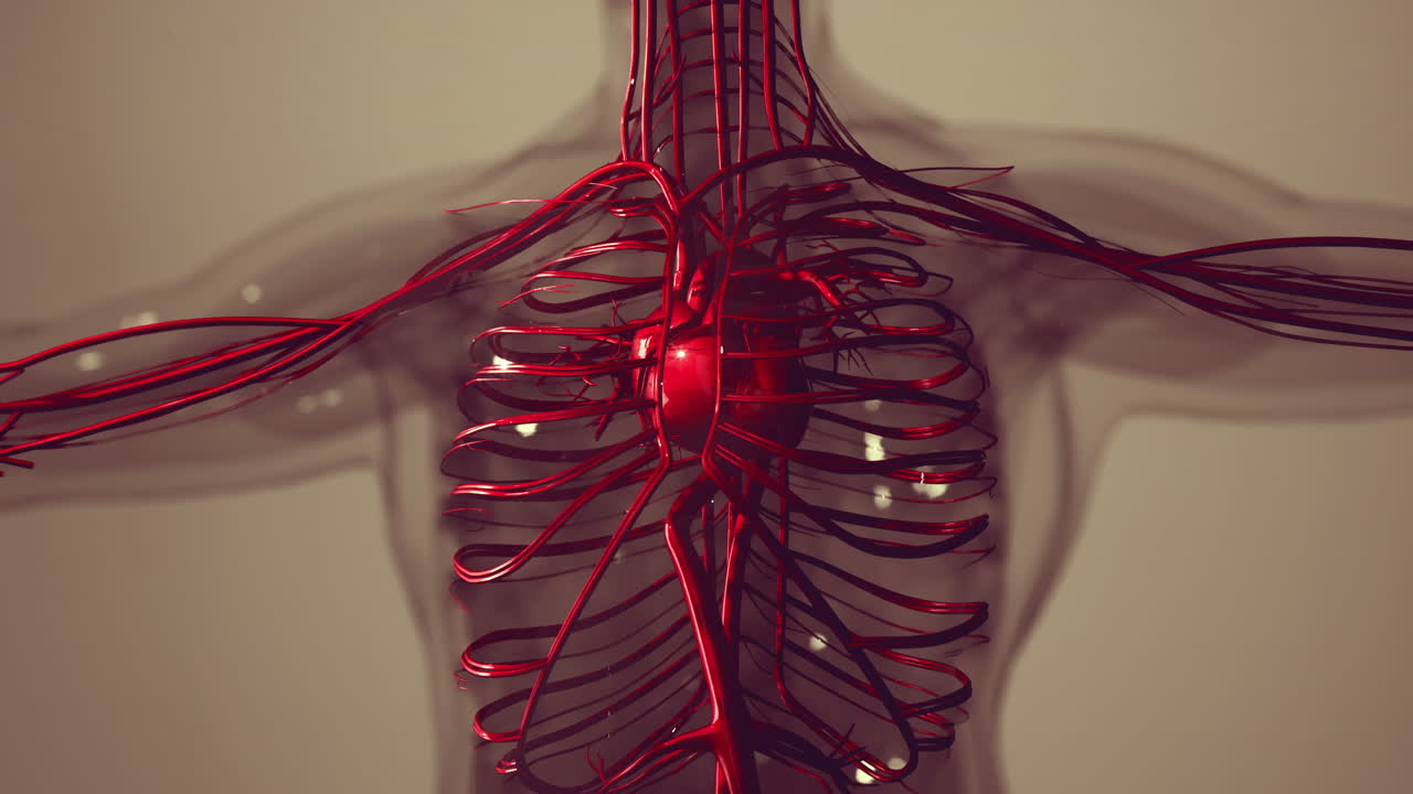 Medically accurate animation of Heart with Vains and arteries