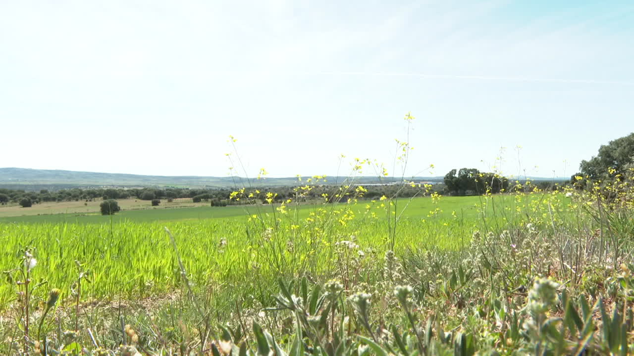 Green Field Under a Blue Sky