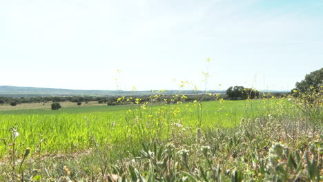 green field under a blue sky