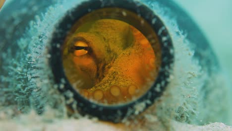 a small octopus making its home in a discarded beer bottle