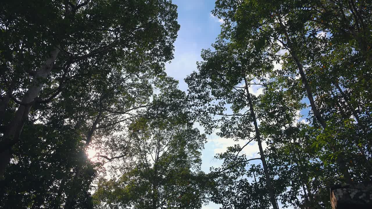 Pan Across Tall Trees and Blue Skies at Angkor Wat