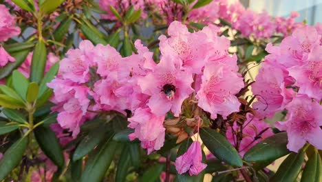 Bee-flying-and-pollinating-pink-Azalea-flowers-in-garden-in-spring