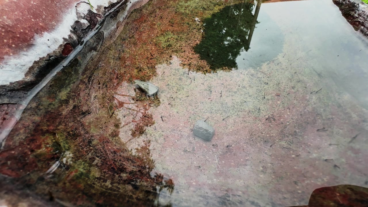 Nahaufnahme von stehendem Regenwasser mit sich entwickelnden Mückenlarven auf einer gealterten, moosbewachsenen Oberfläche, die einen Brutplatz darstellt