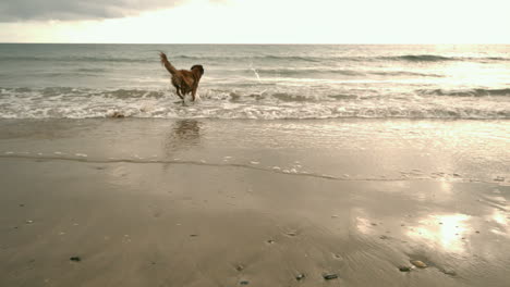 dog running toward sea