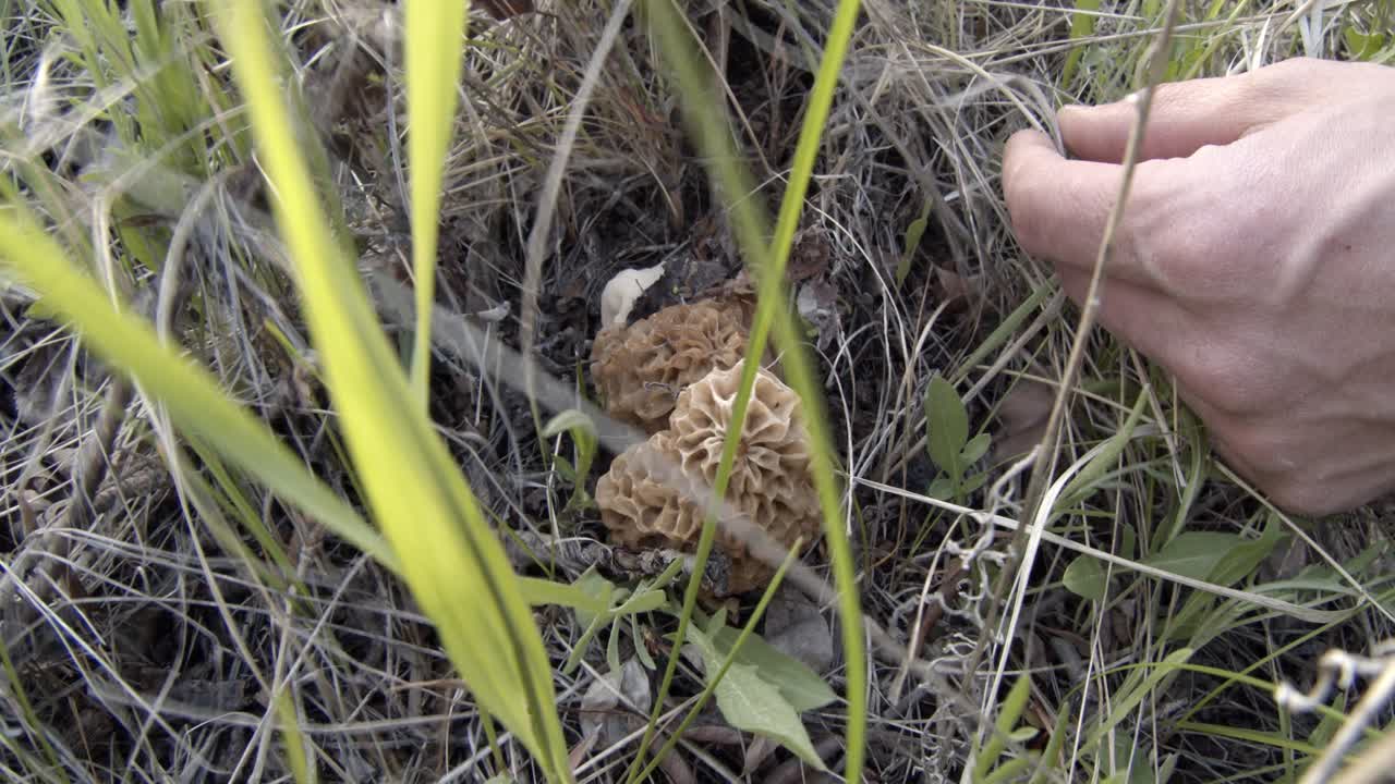 buscando colmenillas escondidas en el bosque
