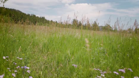 Begeben-Sie-Sich-Auf-Eine-Visuelle-Reise,-Während-Die-Kamera-Anmutig-Durch-Ein-Malerisches-Feld-Aus-Wildblumen-Und-Hohem-Gras-Gleitet