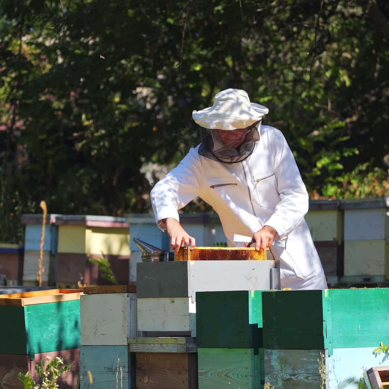 Giovane apicoltore che lavora nell'apiario. Concetto di apicoltura. Apicoltore che raccoglie miele