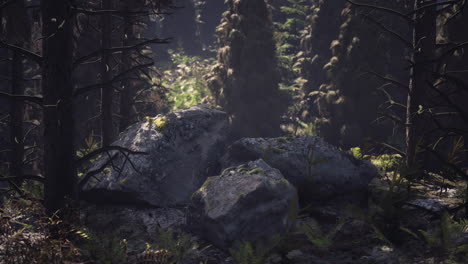 moss covered rocks surrounded by dense trees in a tranquil danish forest