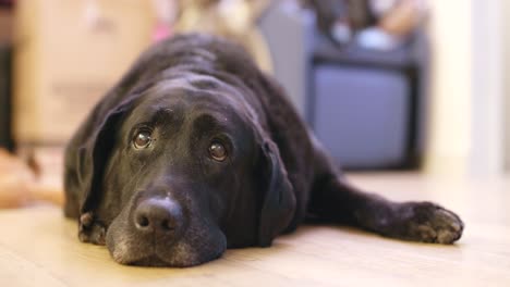 Labrador-retriever-at-home