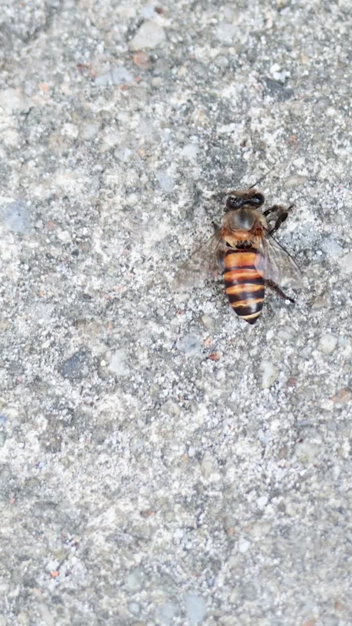 방에서 콘크리트 위를 는 벌, 2024년 4월