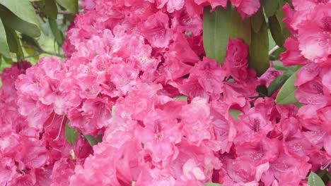 Bees-work-by-collecting-pollen