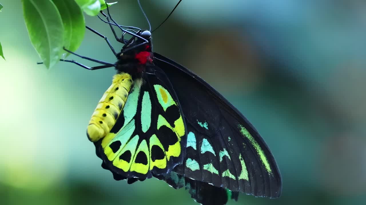 A colorful butterfly with striking patterns rests gracefully on lush green leaves.