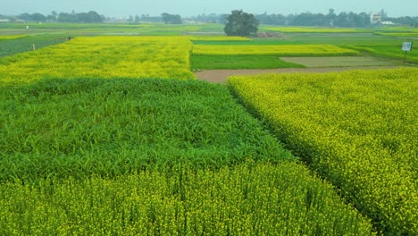 drone shot of mustard field in blossom