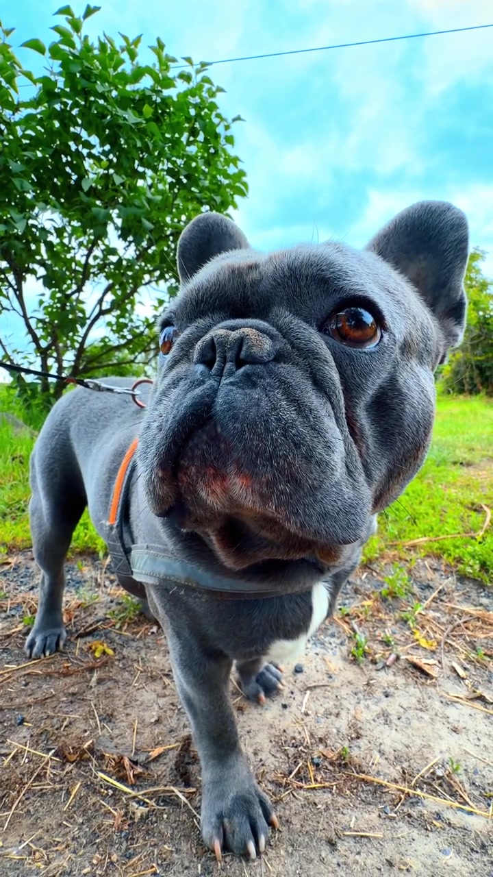 Testa di cane grigio vista da una prospettiva dal basso. Primo piano grandangolare del naso e del muso di un bulldog francese, sfondo di fogliame verde, cielo blu nuvoloso.