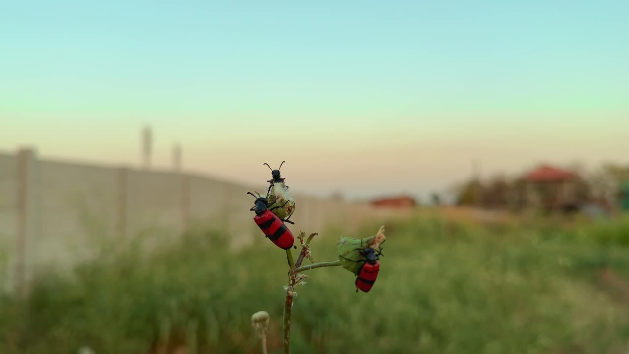 closeup shot of three bright black and red Poisonous Blister Beetle, Mylabris pustulata eating flower in the home garden