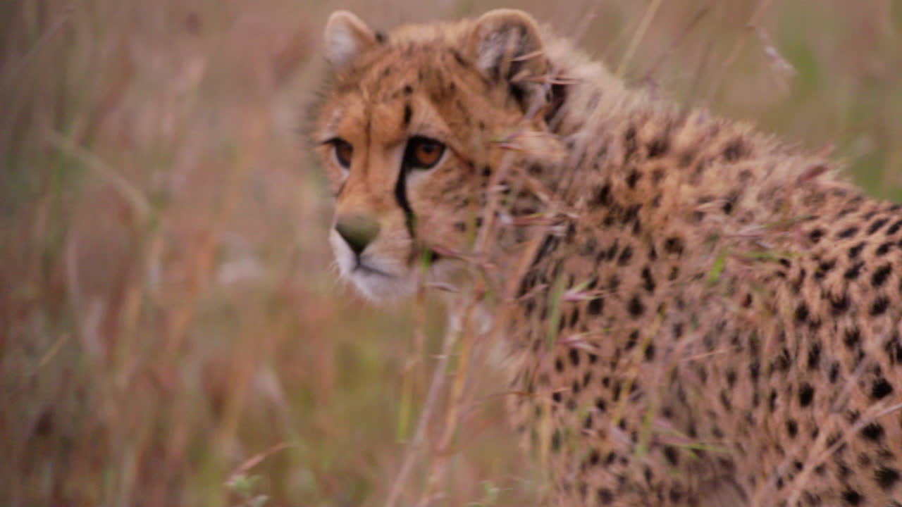 Cheetah's walking through tall grass at dawn