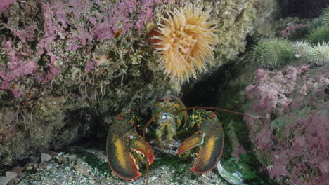 lobster hiding in a hole below a nice nothern red anemone