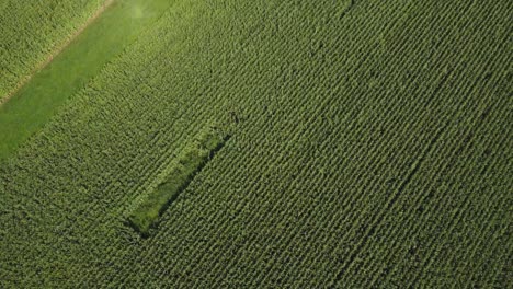 aerial top down fly-by of a corn field in august in europe