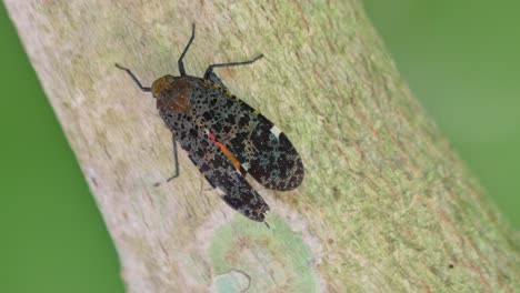 Camera-zooms-out-revealing-a-diagonal-branch-leaning-to-the-left-with-this-lovely-insect-and-a-green-bokeh-background,-Penthicodes-variegate-Lantern-Bug,-Thailand