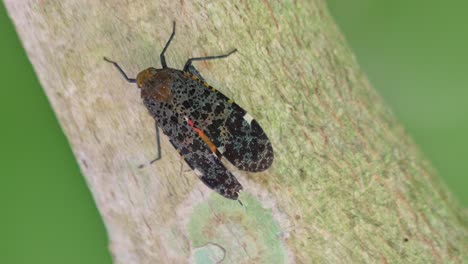 la cámara se aleja revelando una rama diagonal inclinada a la izquierda con este encantador insecto y un fondo bokeh verde, penthicodes variegate lantern bug, tailandia