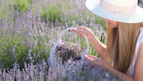 young beautiful woman picking lavender flowers young beautiful woman picking lavender flowers