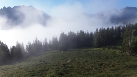 aerial view of cows grazing in an alpine landscape of austria. mountain range above the clouds in background