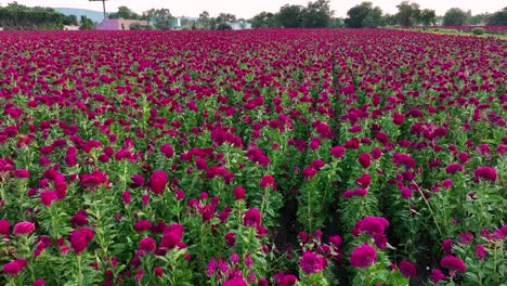 video aéreo de un campo de cultivos lleno de flores de panal o terciopelo