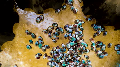 colorful abalone spat crawls around empty tank