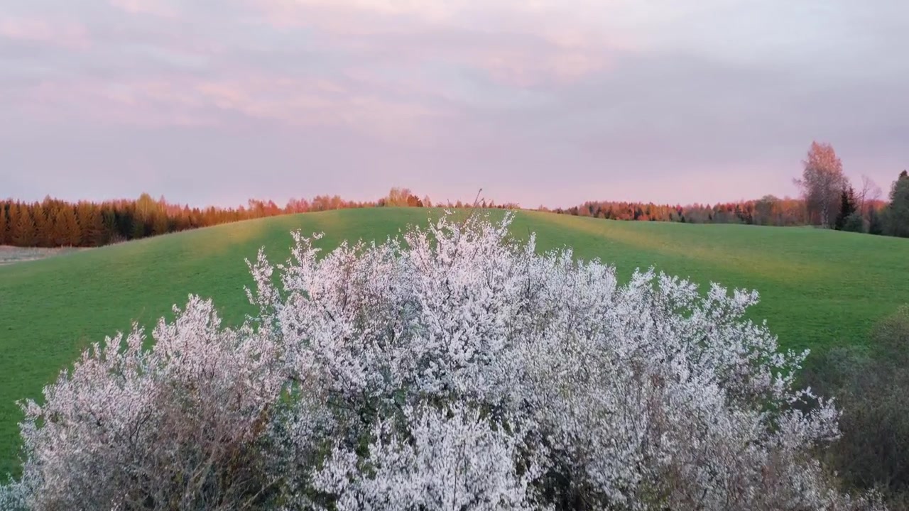 Filmato panoramico con drone che mostra una prospettiva aerea di un albero in fiore su lussureggianti colline di prati verdi durante l'ora d'oro