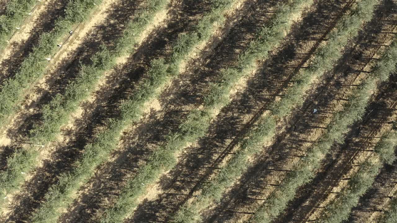 Aerial footage of olive tree plantations in southern Spain