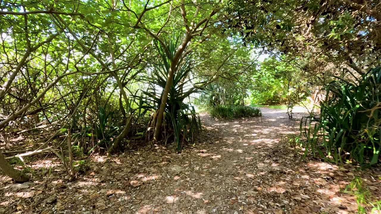 Camera moves forward on leafy jungle path under dappled sunlight, lush green foliage surrounds