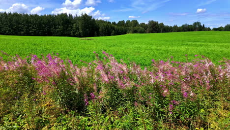 wild lily flower in green field, pine forest tree canopy, beautiful blue sky