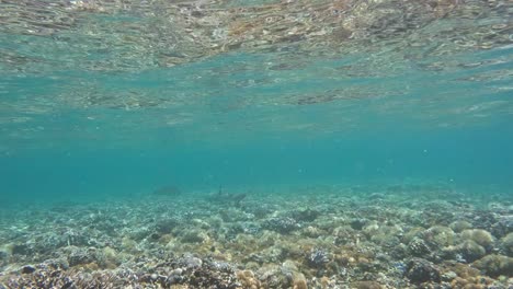 a blacktip reef shark swimming over the seabed, surrounded by a lush coral reef