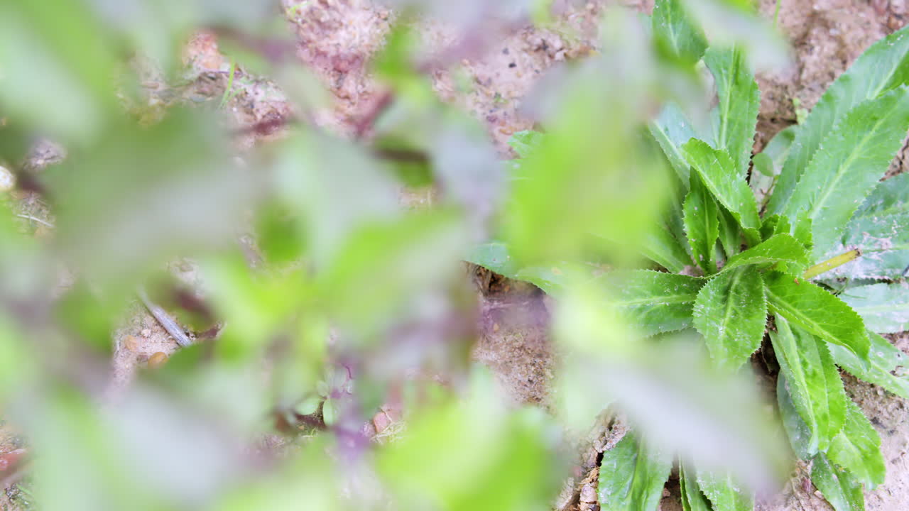 A close-up view of a lush green plant thriving in its natural environment