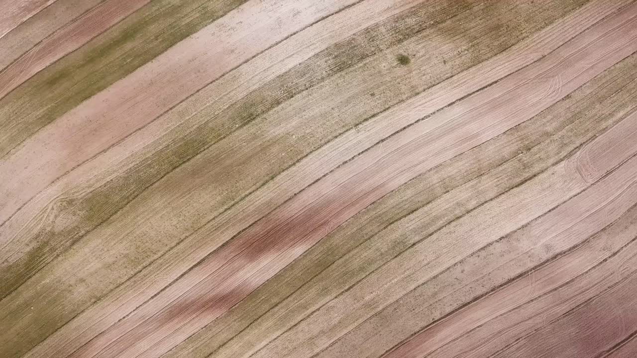 슈퍼 아름다운 공중  놀라운 패턴 밀 농장 경치 농업  농경지 갈색 카라멜 파동 라인 새 눈 경치 드론 이란에서 촬영 카즈빈 자연 전통적인 재배 수확